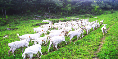 陜西羊乳產(chǎn)業(yè)基地概述 ——全球羊奶看中國(guó)，中國(guó)羊奶看陜西！